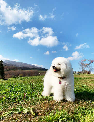 ブロンズ賞 埼玉県　 Ruiちゃん　7歳