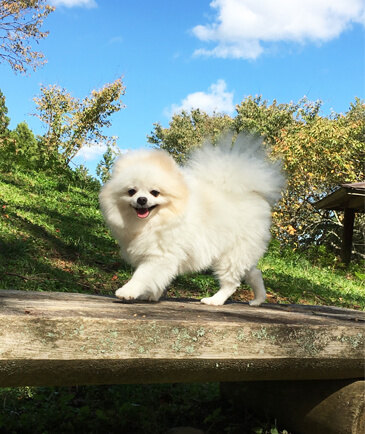 店長特別賞 奈良県　姫ちゃん　3歳