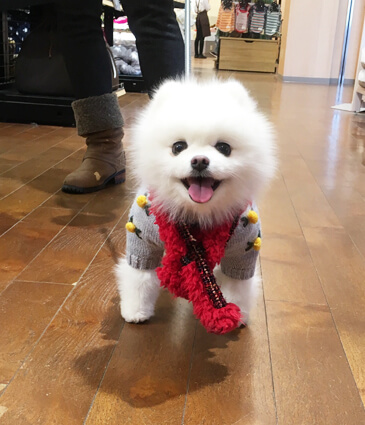 店長特別賞 東京都　コロンちゃん　6歳