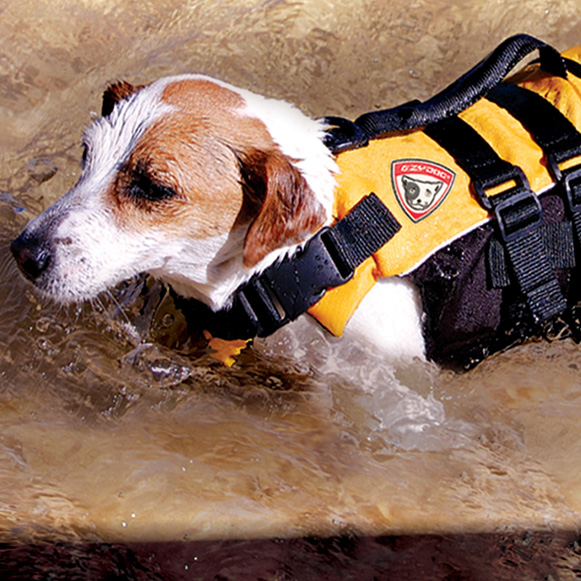 未使用品 EZYDOG DFD マイクロXS イエロー 未使用品 EZYDOG DFD マイクロXS イエロー Amazon | EZYDOG